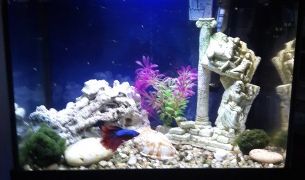 aquarium Combattant world 1