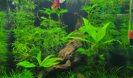 aquarium Nano 20L Betta