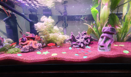 aquarium Salon