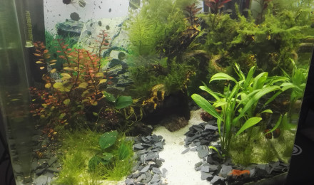 aquarium Nanotank 60litres
