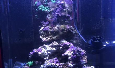 aquarium Petit eau de mer