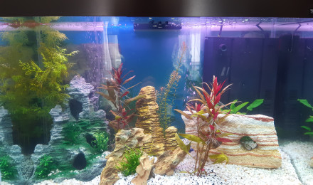 aquarium Ciano 98l