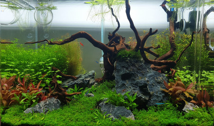 aquarium Mon aquarium