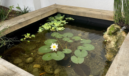 aquarium Bassin
