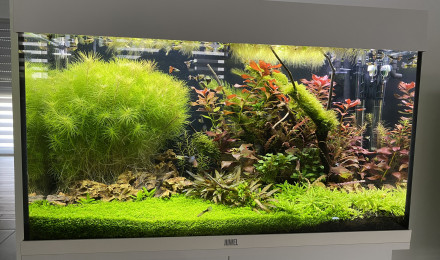 aquarium 125L