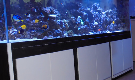 aquarium Bac 300 x 90 x 80 poissons et  coraux