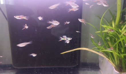 aquarium Guppy