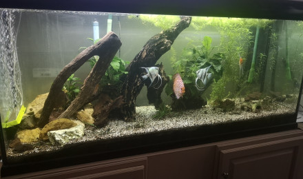 aquarium Amazonien