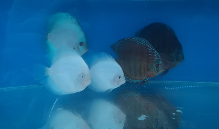 aquarium Bac de quarantaine