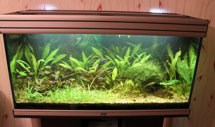 aquarium MON 200L