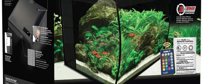 aquarium Aminium , de amifish