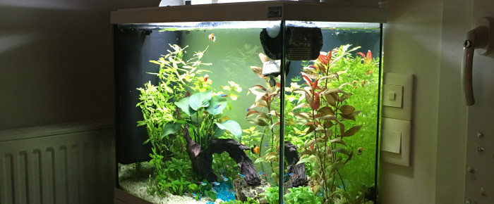 aquarium Aquatic Forest , de Gigibebou