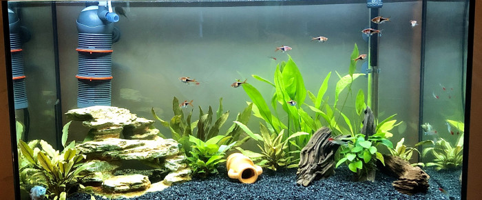 aquarium Aquarium naturel , de Leamgd06
