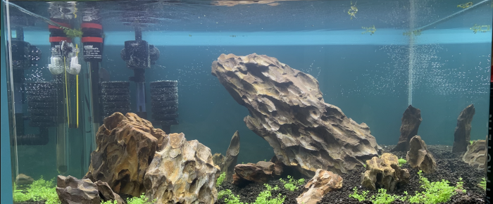 aquarium création iwagumi , de Styflez