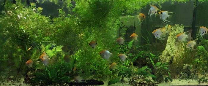 aquarium Scalaire  400L Ancien , de Blitz