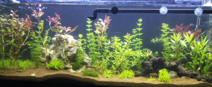 aquarium Communauté de l aqua , de Kikicot52