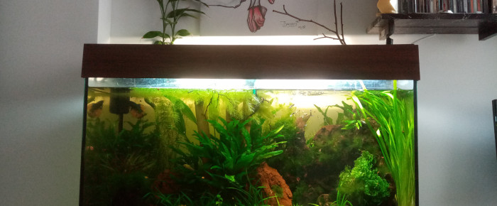 aquarium Principal 100l , de Jone