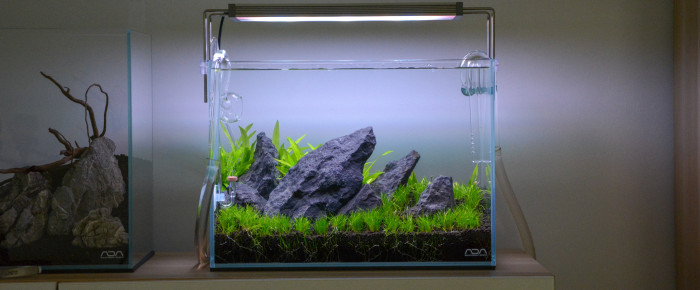 aquarium ADA MINI M , de cedric_scape