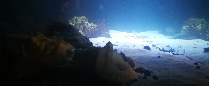aquarium 1500l eau de mer bretagne , de regis-saint-martin