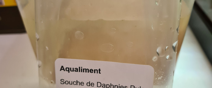 aquarium Daphnies , de jess33