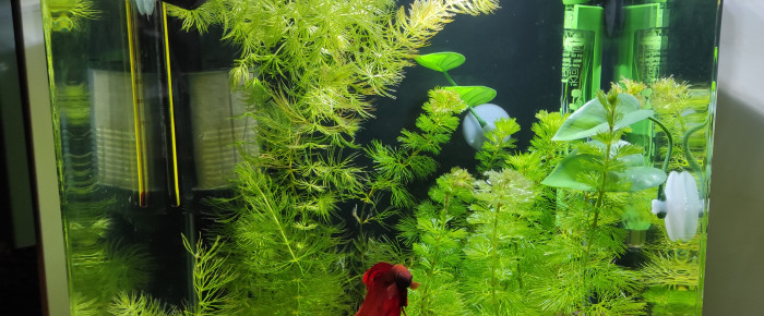 aquarium Marcel , de BatmAnne
