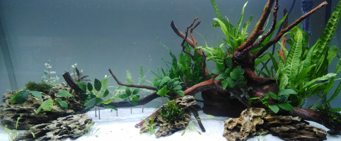 aquarium 200L , de DFish