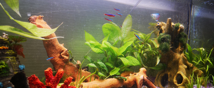 aquarium My first , de fanste92