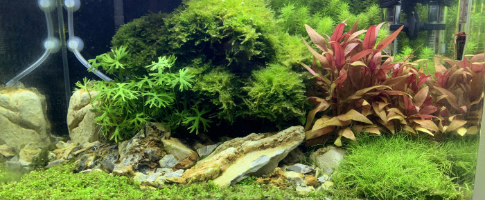 aquarium Aquascape bonsai , de Niko72460