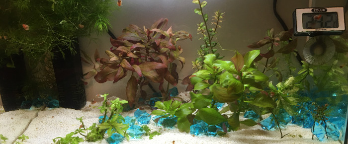 aquarium Blue shrimp , de Gigibebou