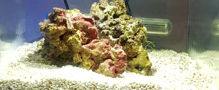 aquarium Pico Récifal Askoll Pure S 13l Jaubert , de Artilm