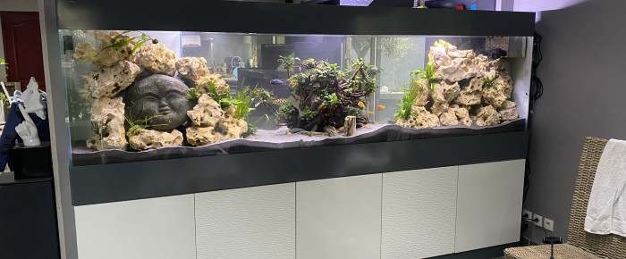 aquarium BESTA MALAWI 1500 Litres , de reynald-r
