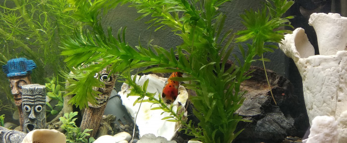 aquarium Maison , de Cath2hua