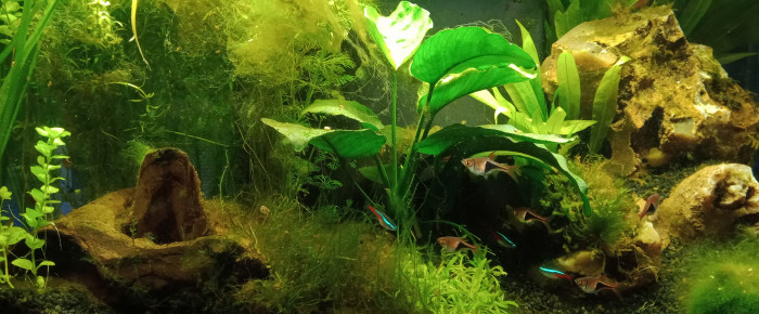 aquarium Rivière sauvage , de Zoz0r