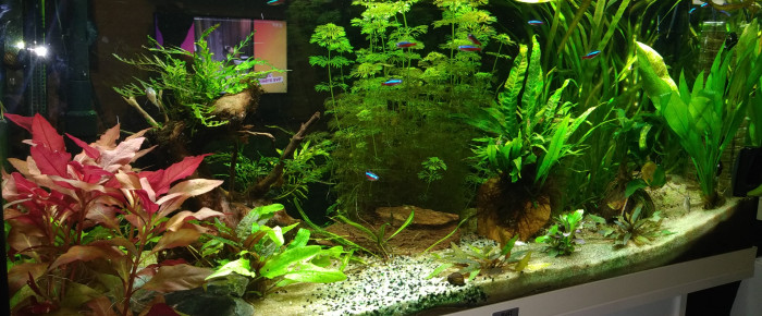 aquarium Amazonien , de Fanch