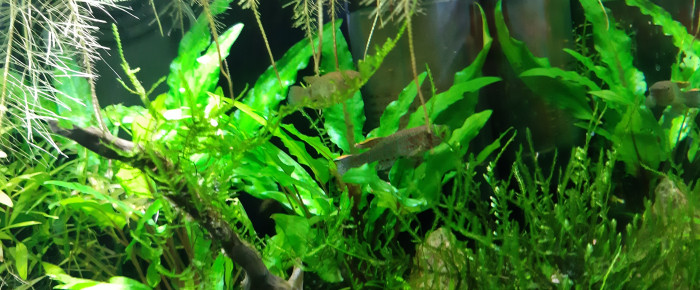 aquarium Nano 20 LITRES , de Fouch1