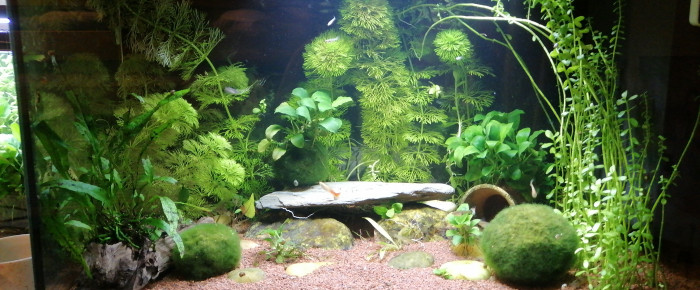 aquarium 60l Femelle guppys , de Lumisphere