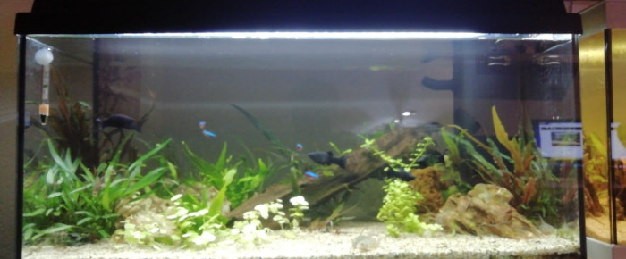 aquarium Colisa , de titiorny