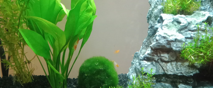 aquarium Rili Mountain , de Zoz0r