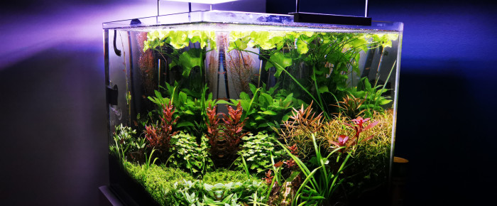 aquarium 1er aquascape , de Jo2212