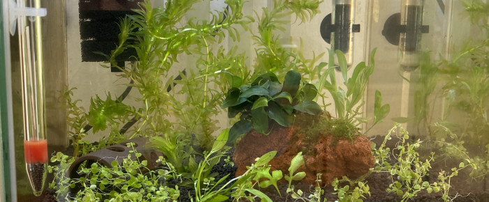 aquarium Nano 22L , de fiocn