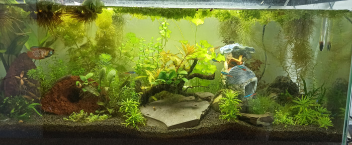 aquarium Lowtech 84 l , de Maylis