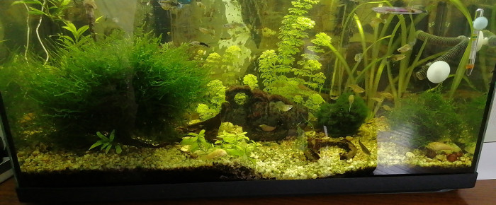 aquarium Aqulikwakwa , de Kikicot52