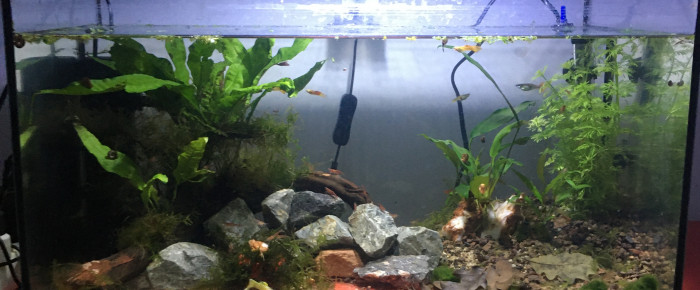 aquarium Guppysland , de emile112