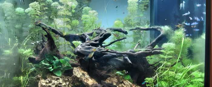 aquarium Aquarium poissons de banc , de Gribouille