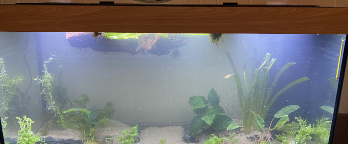 aquarium 350l amazonien lowtech , de deporte