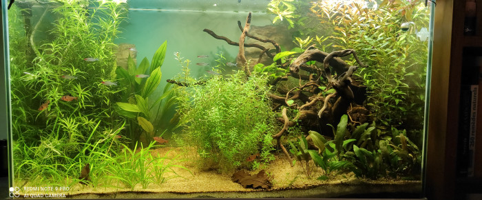 aquarium Esprit Amazon , de Ophe73