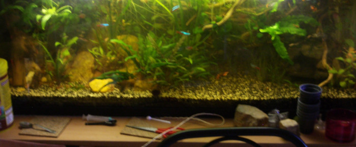 aquarium 150L guppys , de Czhug