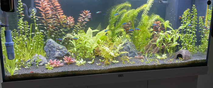 aquarium Juwel Rio 180L , de fiocn