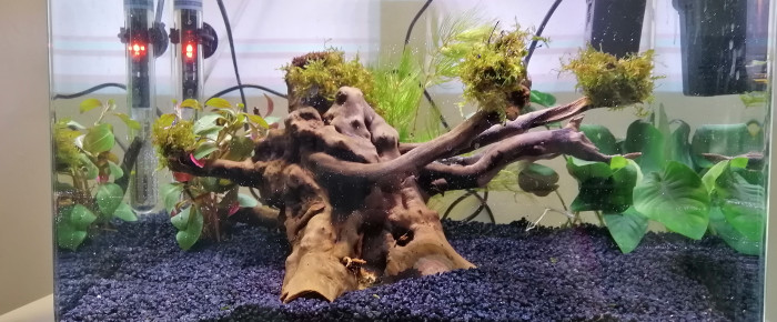 aquarium Projet combatant V2 , de Louvic2