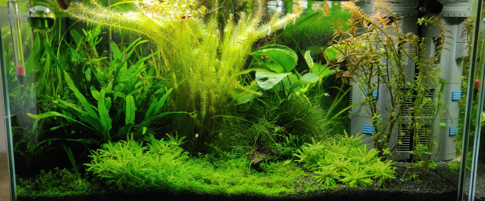 aquarium Jungle Ciano 60cm , de james-delhaie